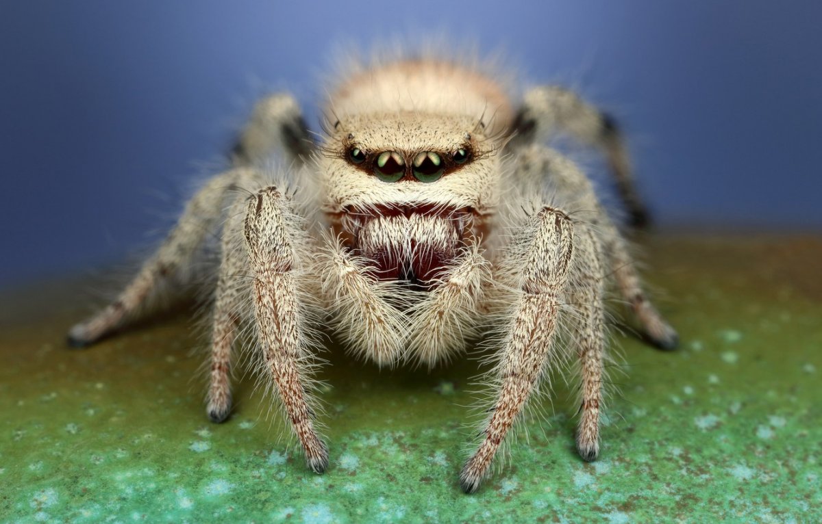 Паук птицеед Avicularia versicolor
