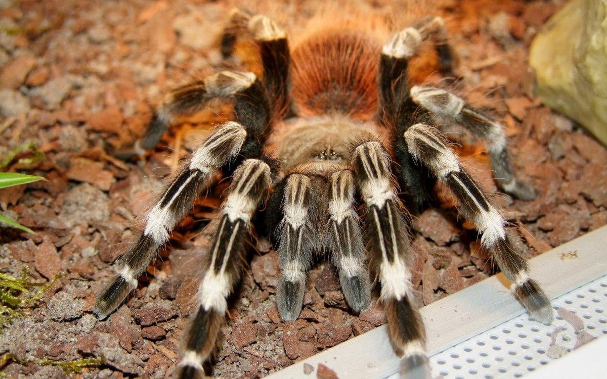 Паук Арахнид