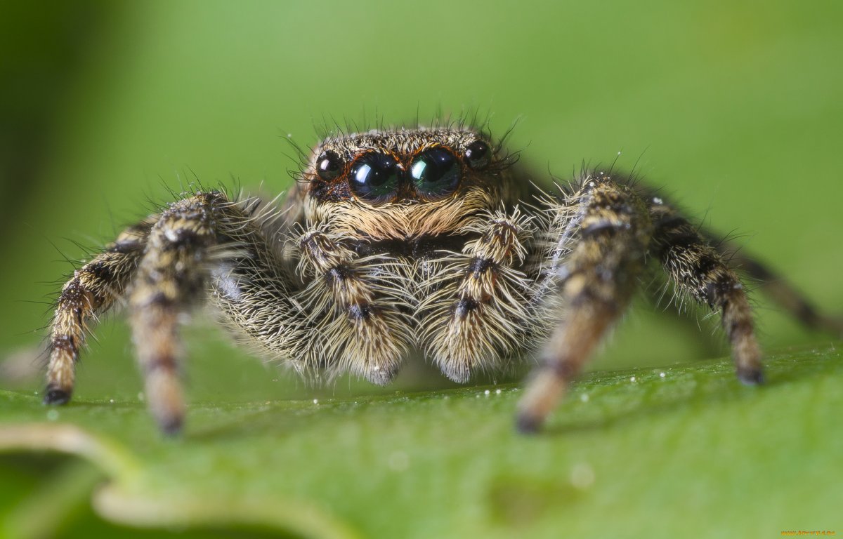 Необычные насекомые