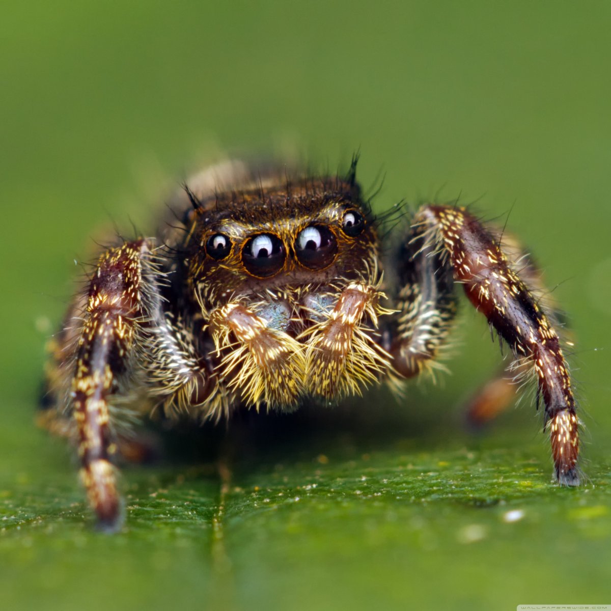 Тарантул прыгун