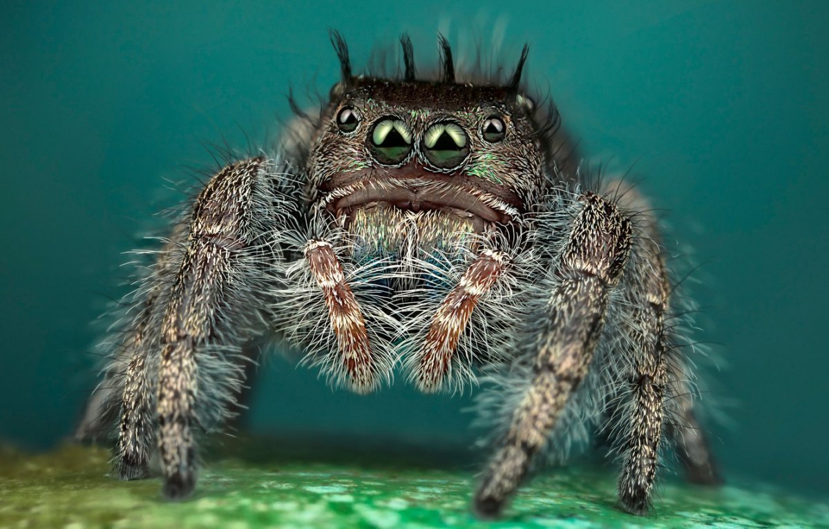 Паук Тарантул