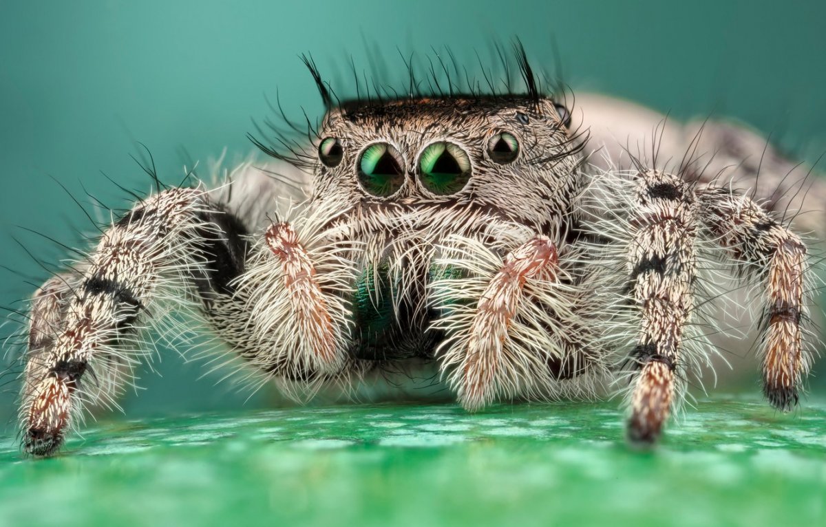 Крымский паук скакун