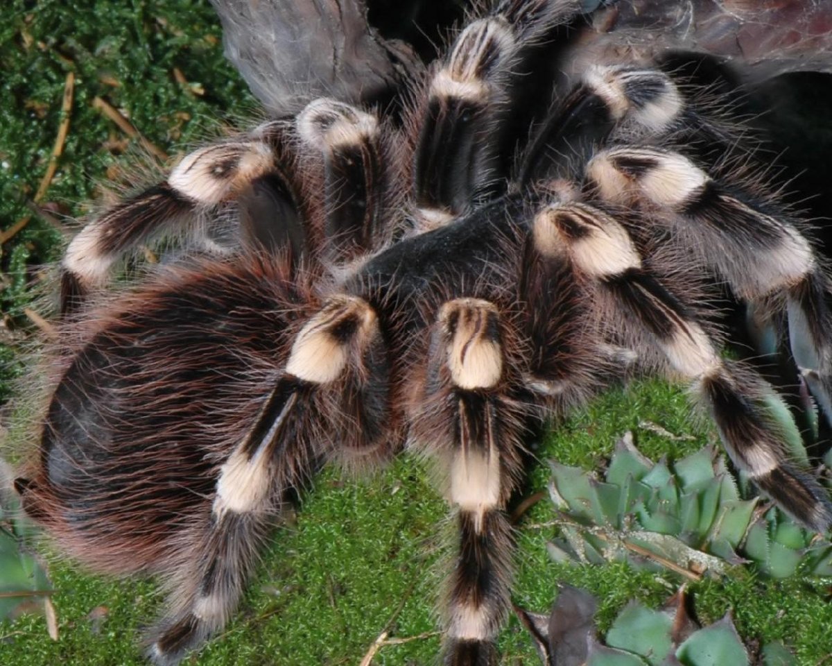 Милые пауки