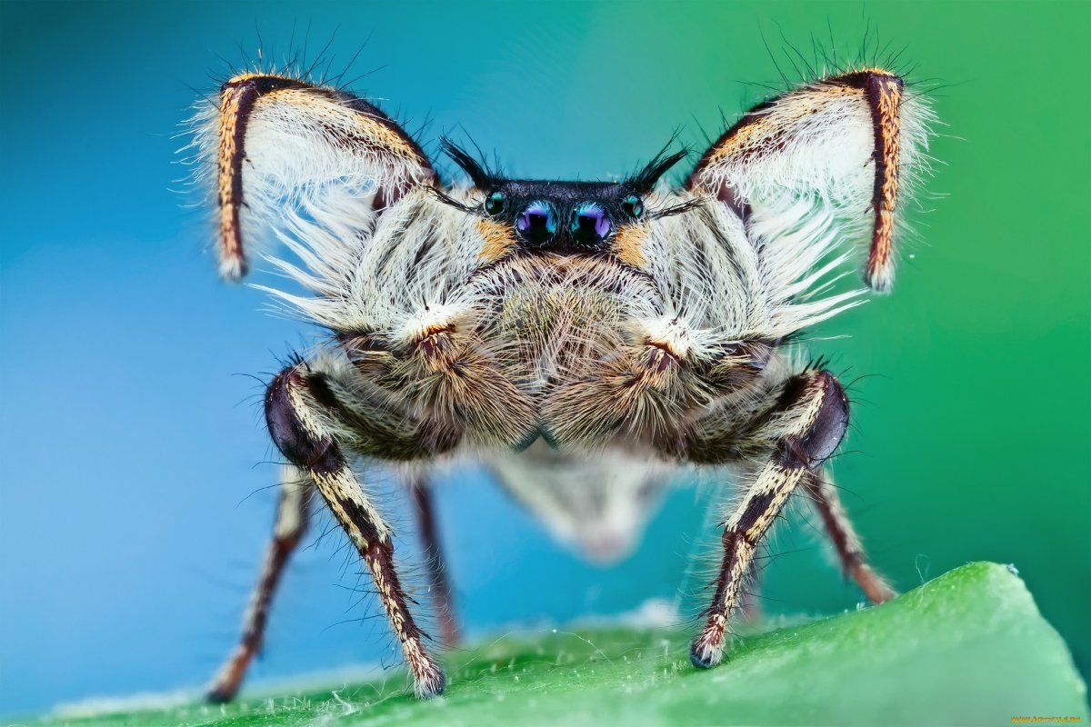 Тарантул прыгун