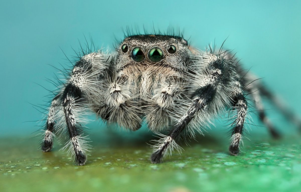 Паук скакунчик черный