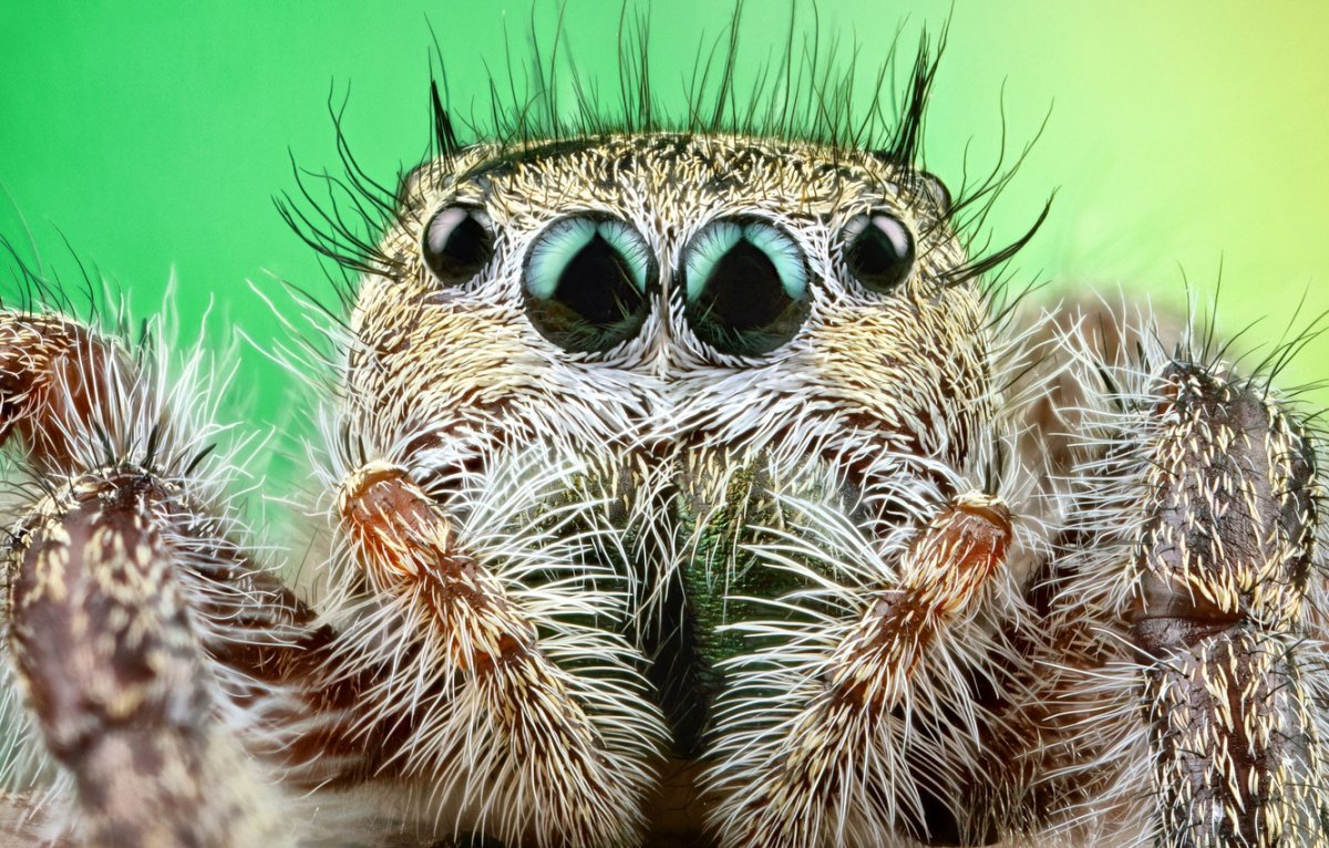 Мохнатый Тарантул