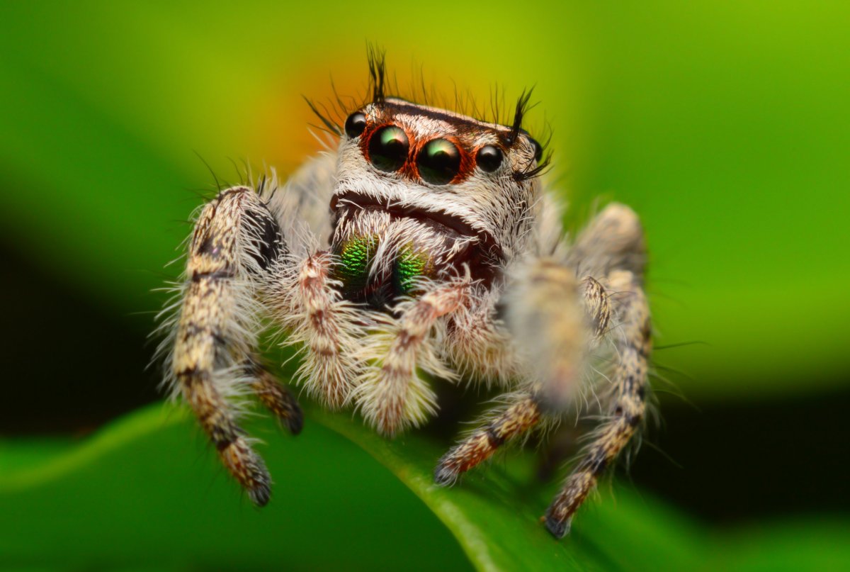 Пушистый паук