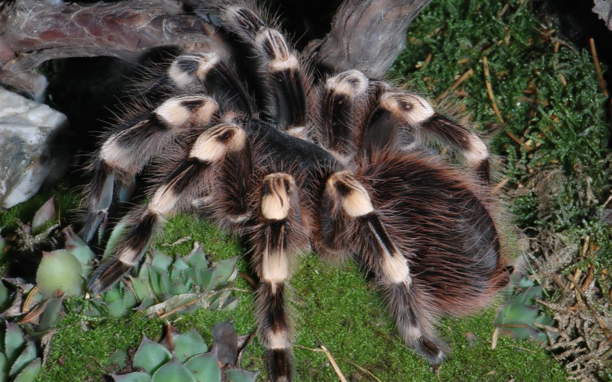 Паук Grammostola pulchra