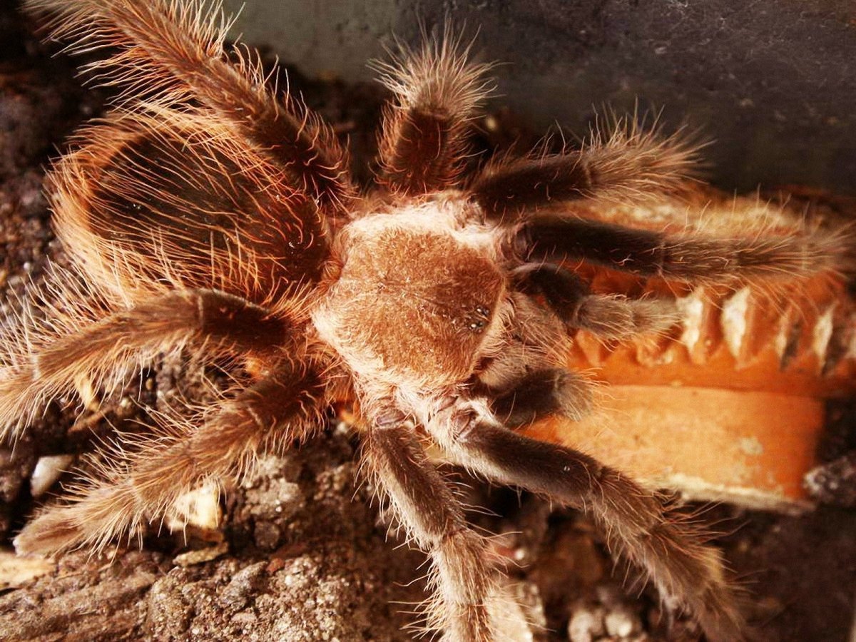 Тигровый паук птицеед