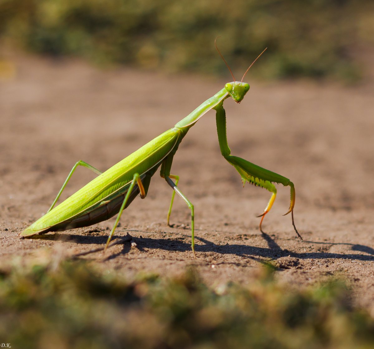 Богомол Степной