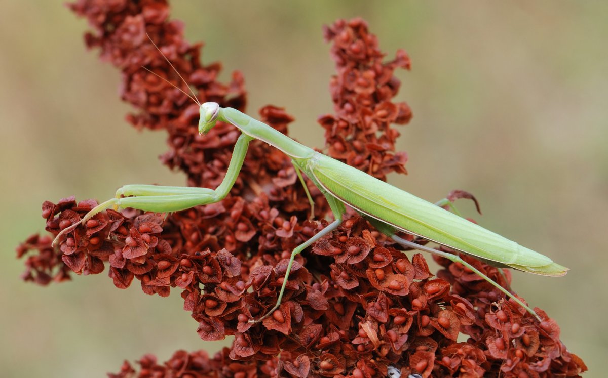 Богомол обыкновенный красная книга