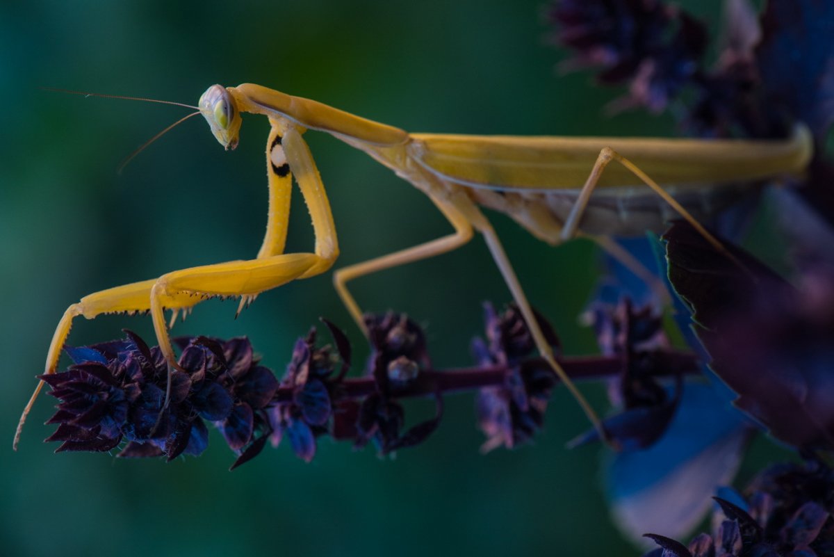 Богомол чертополоховый