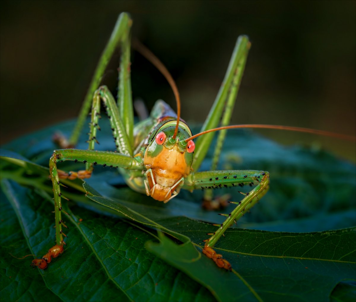 Богомол зеленый