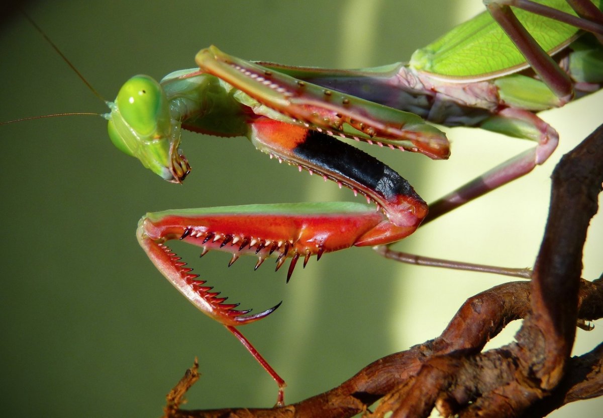 Кузнечик тетигония зеленый