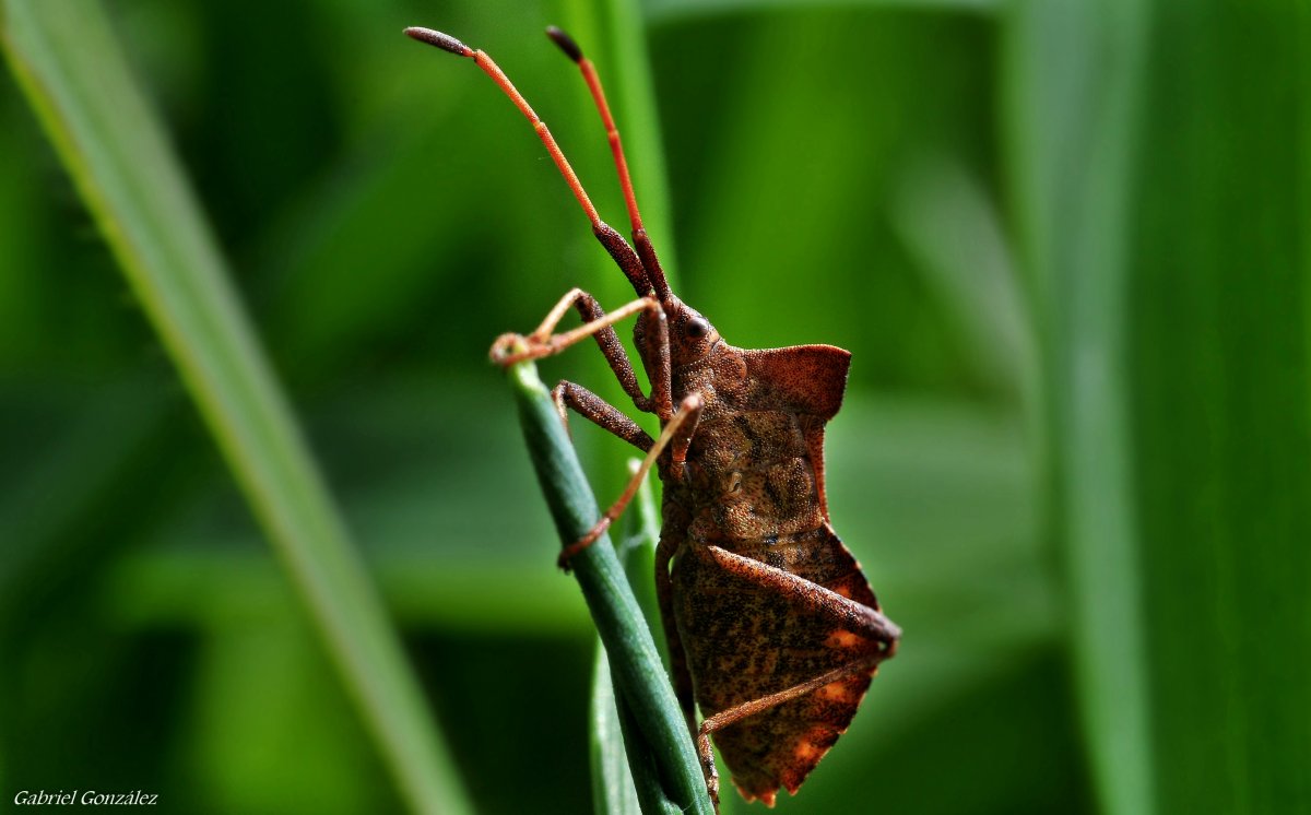 Орхидейный богомол детеныш
