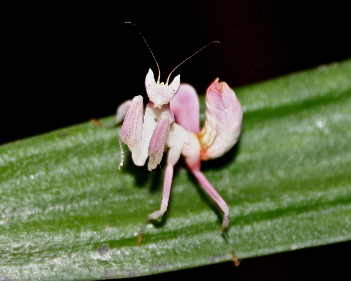 Нимфа орхидейного богомола