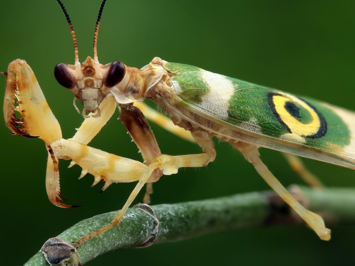 Гетерохета Восточная богомол