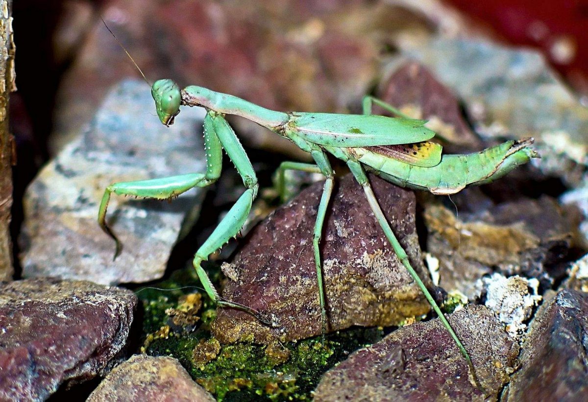 Hierodula transcaucasica древесный Закавказский богомол