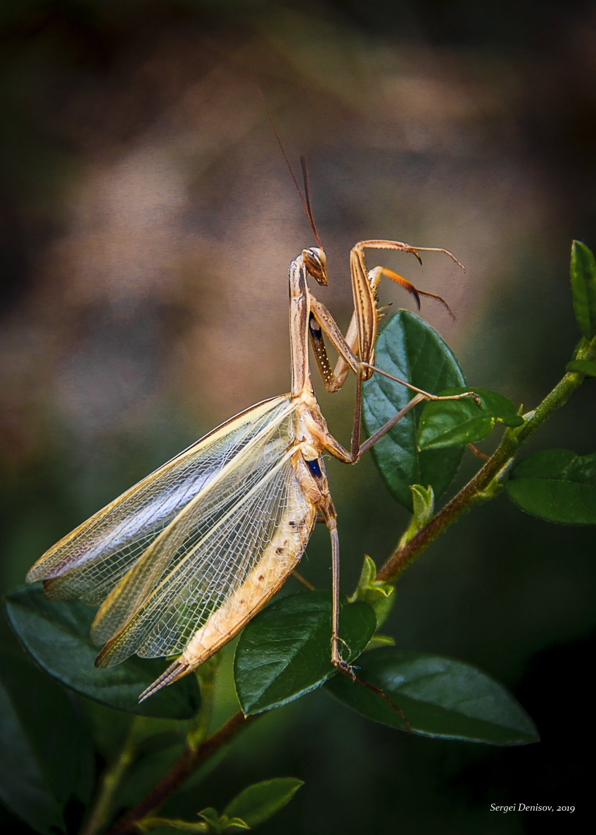 Богомол с крыльями