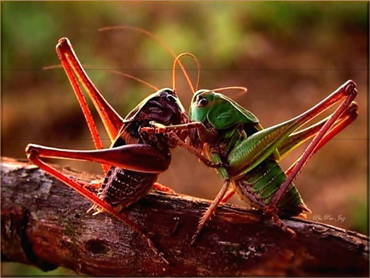 Паук богомол