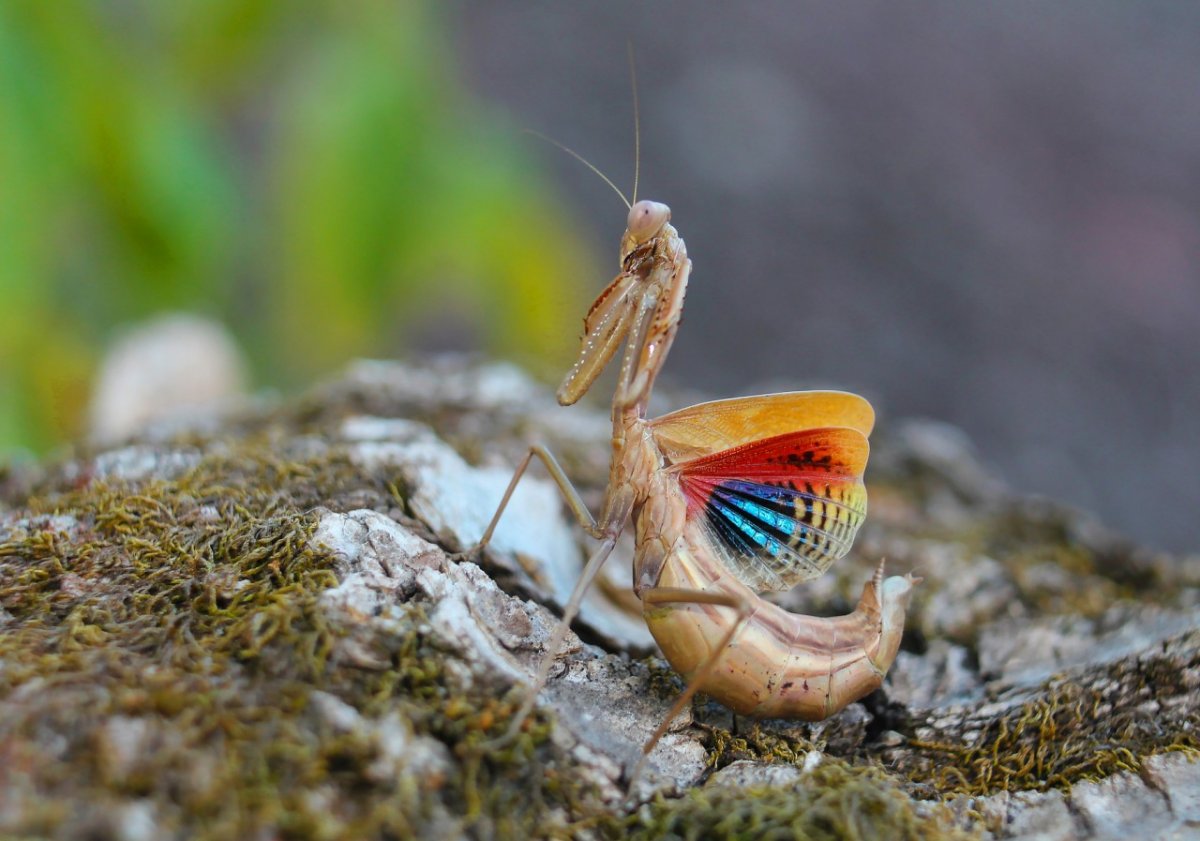 Iris polystictica богомол