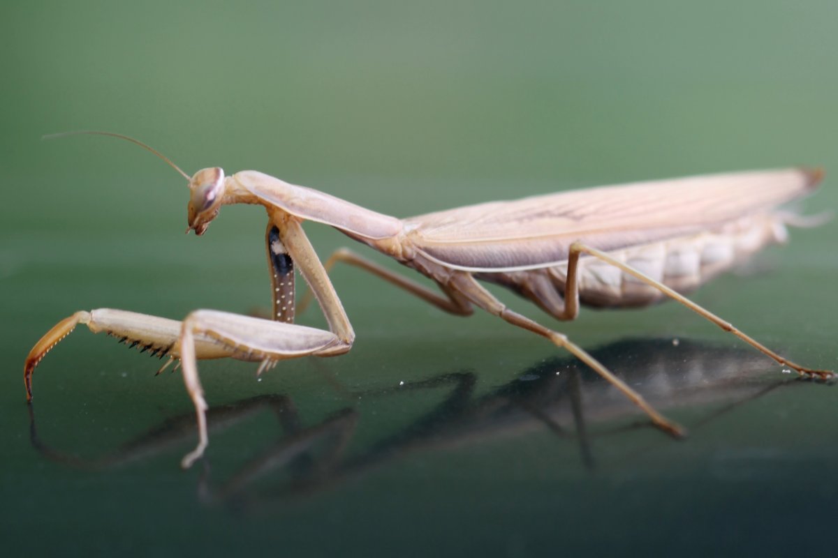 Закавказский древесный богомол