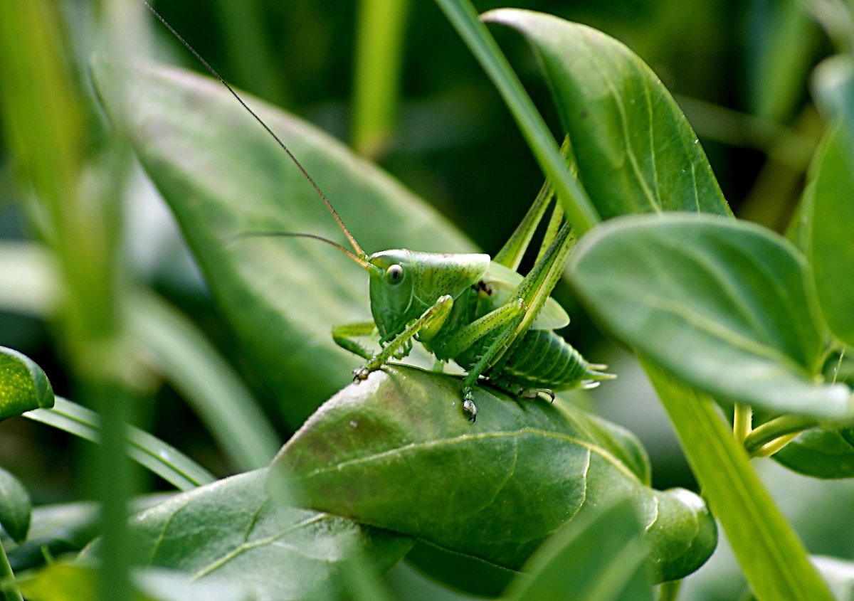 Богомол чертополоховый