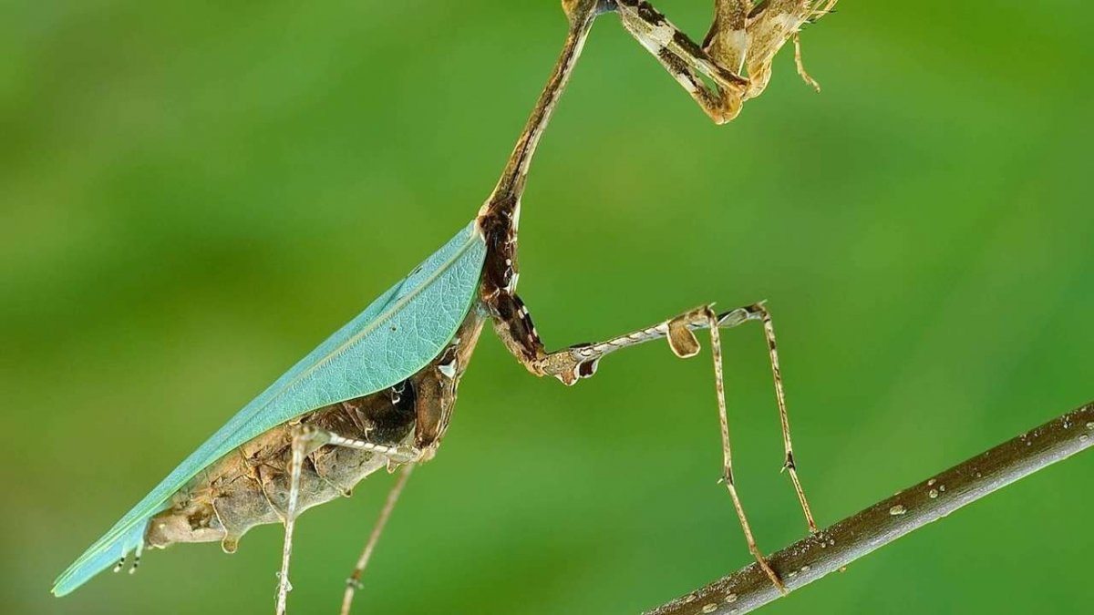 Мантис насекомое