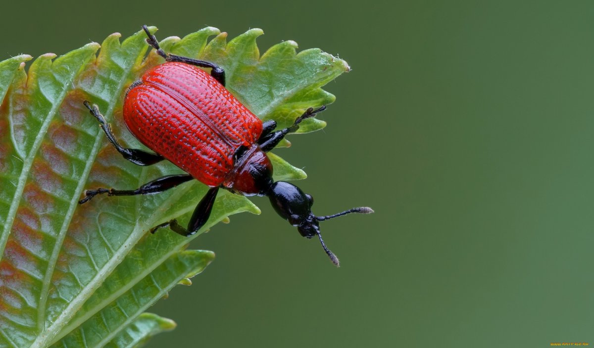 Жук трубковерт