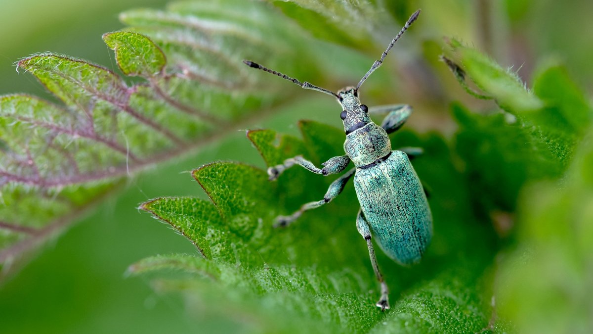Жук долгоносик зеленый