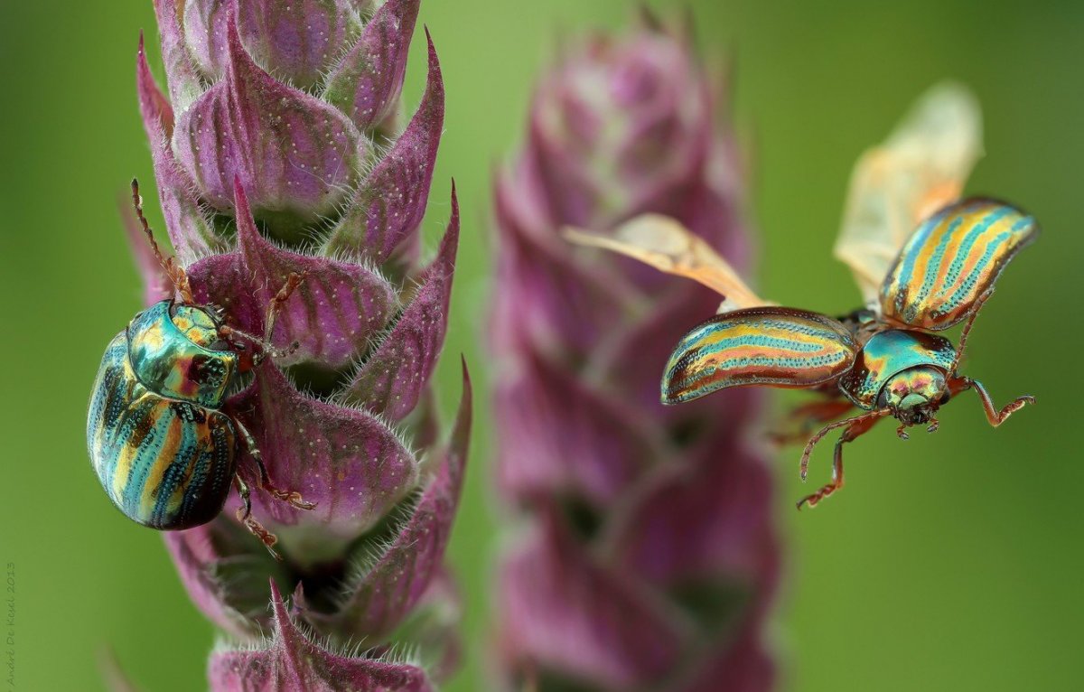 Букашка на травинке Жук