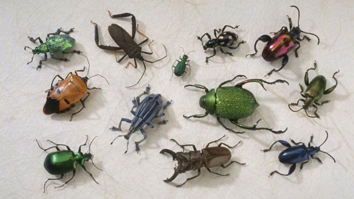 Насекомые жуки для детей