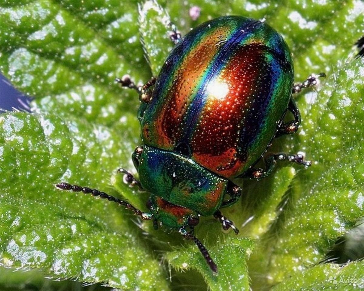 Пирофоры жуки