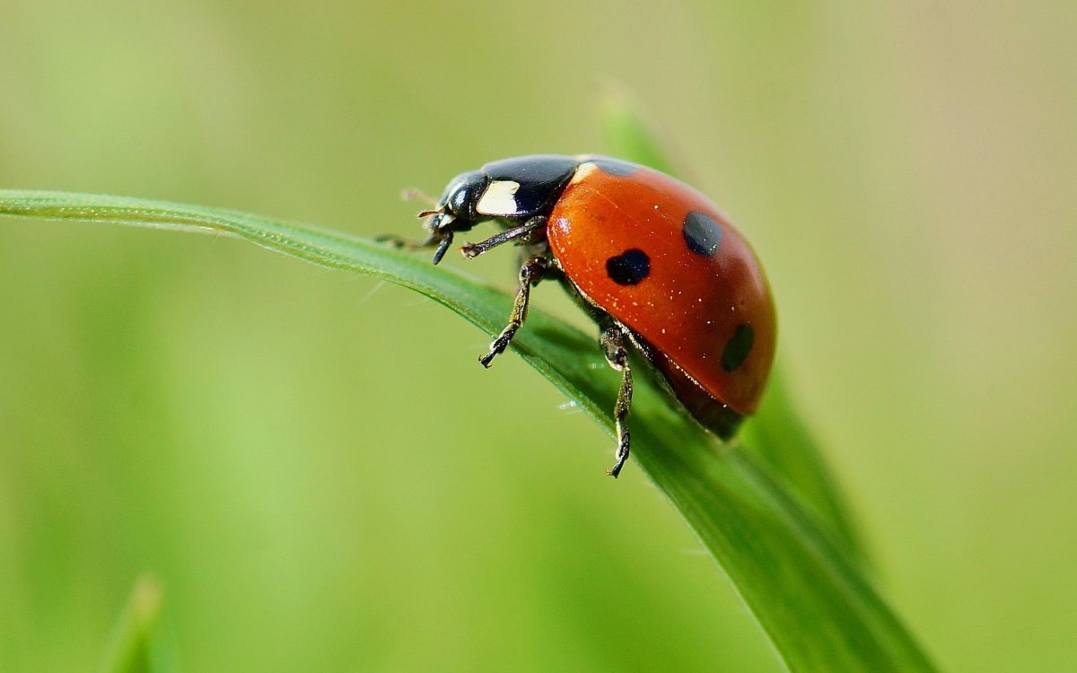 Божья коровка на траве