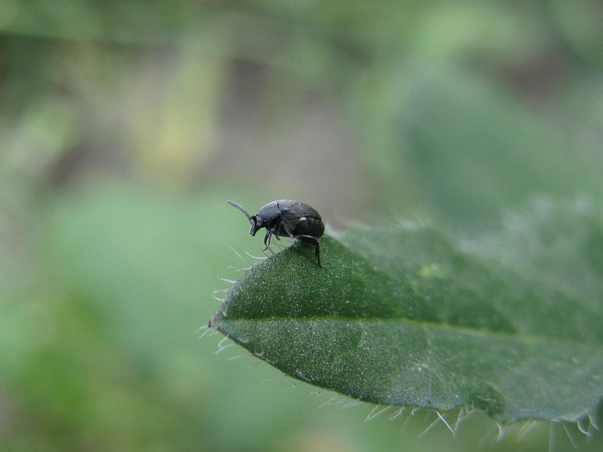 Крошечные насекомые