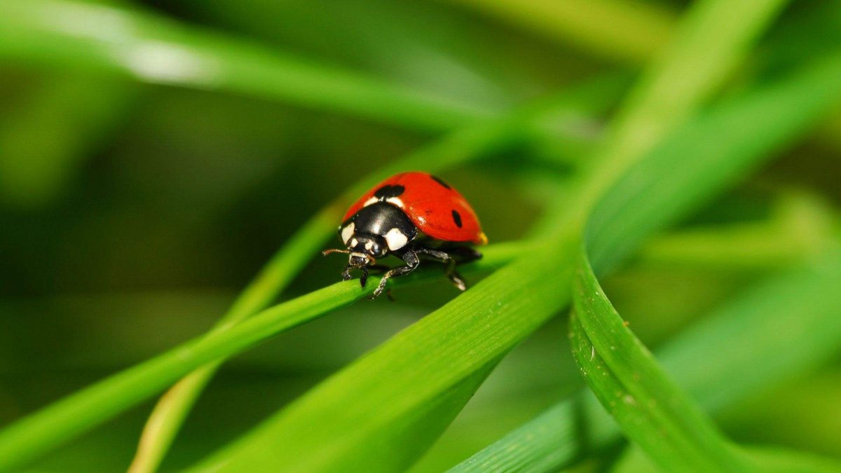 Жук Божья коровка