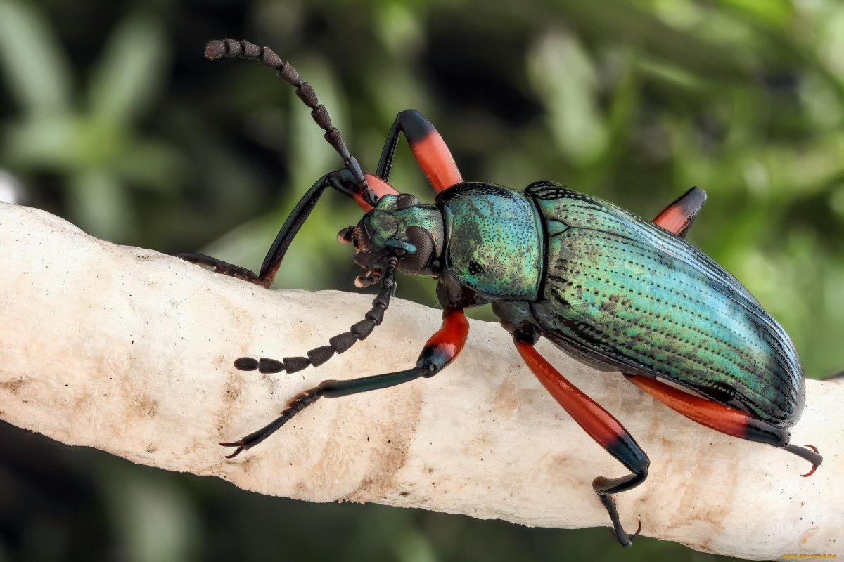 Жук пауссин