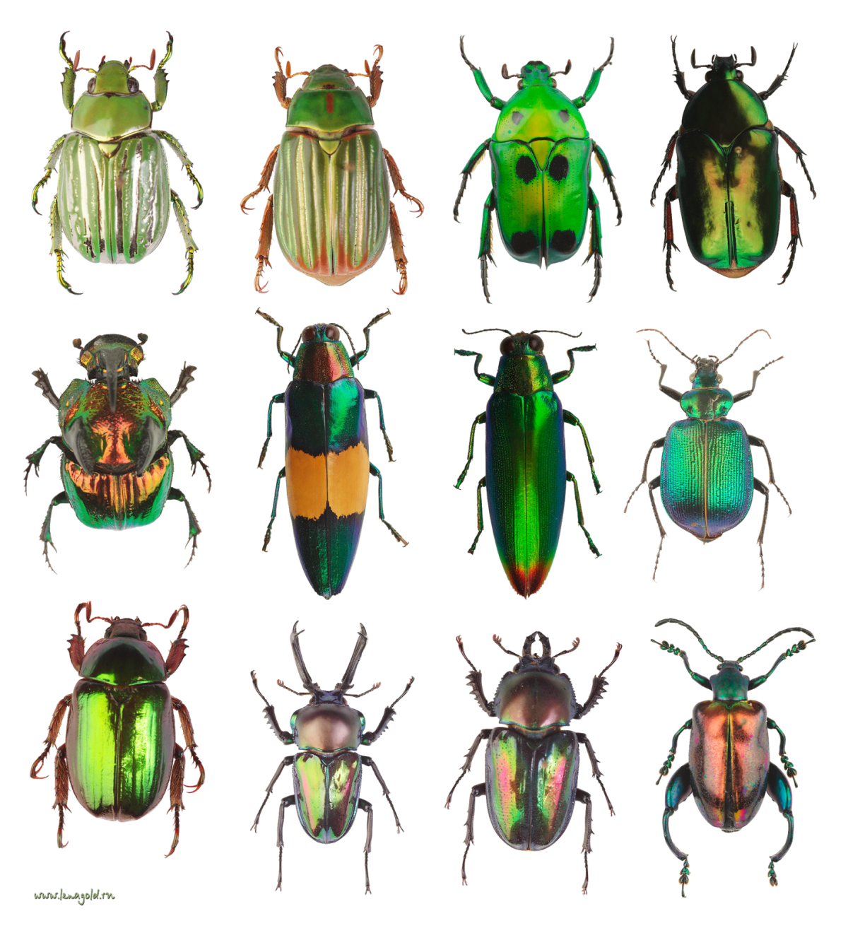 Жучки насекомые