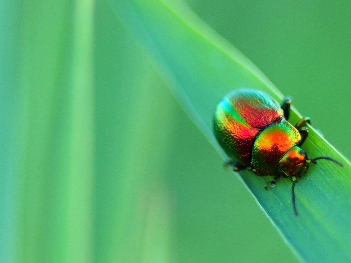 Жучки в траве