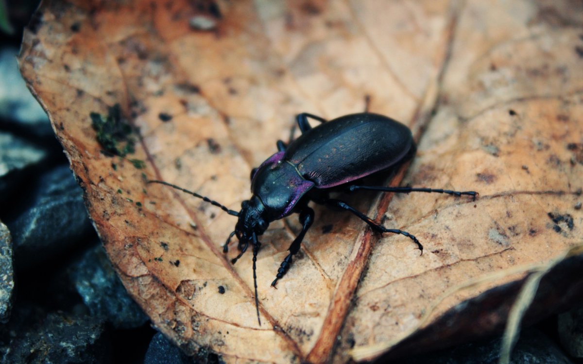 Маленький черный Жук