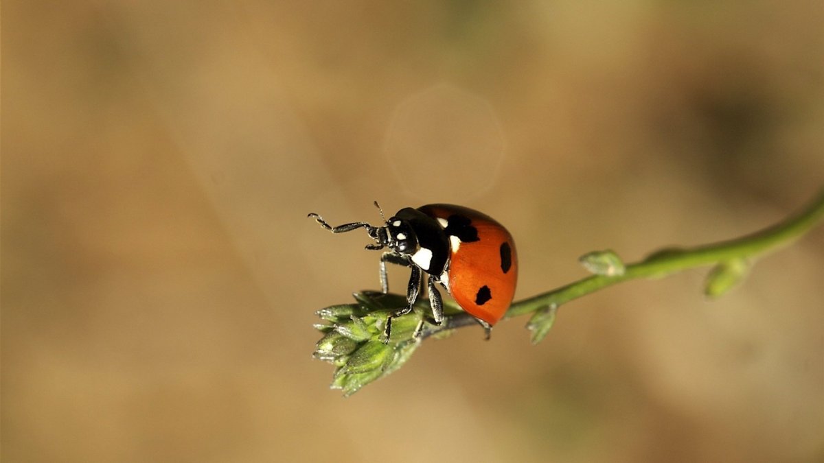 Божьи коровки