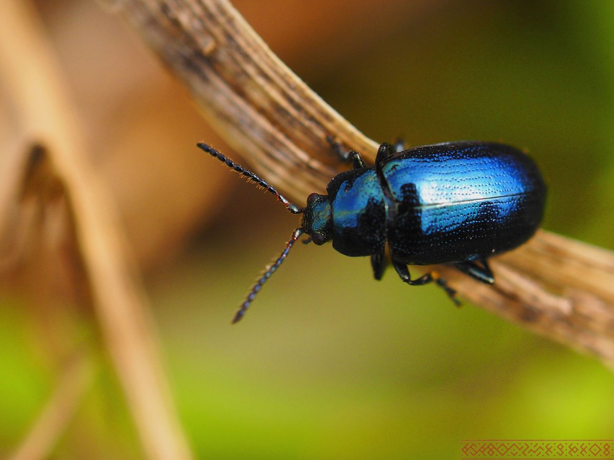 Жучок с синей спинкой