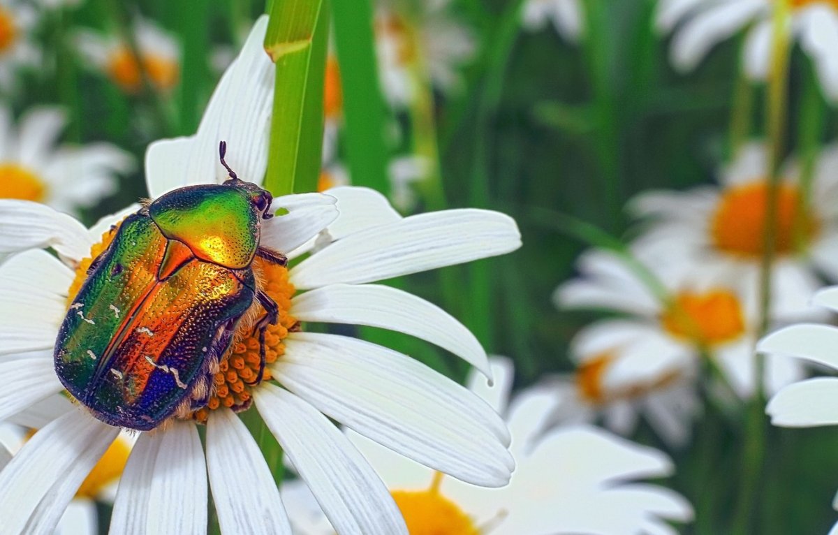 Жуки в цветах