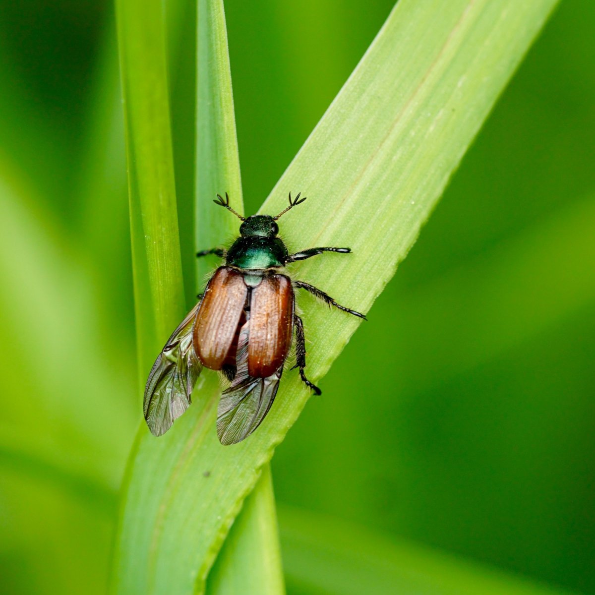 Жуки жесткокрылые Крылья