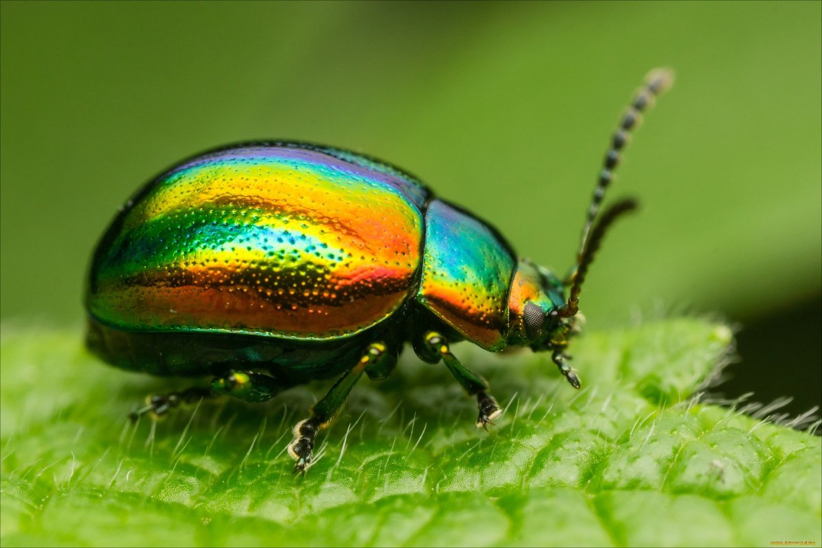 Листоед ясноточный