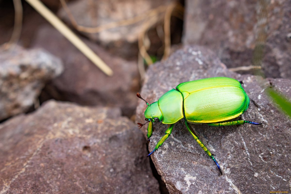 Жук наземник