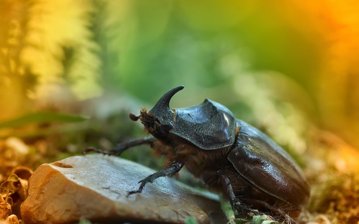Жук носорог надкрылья
