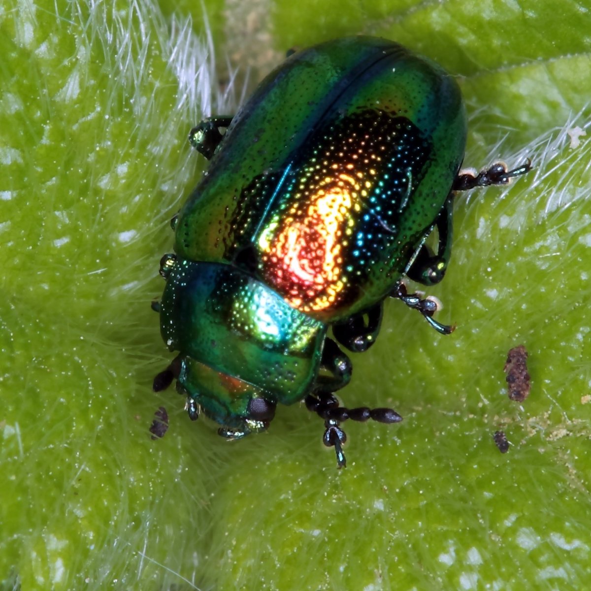 Листоед ясноточный (Chrysolina fastuosa)