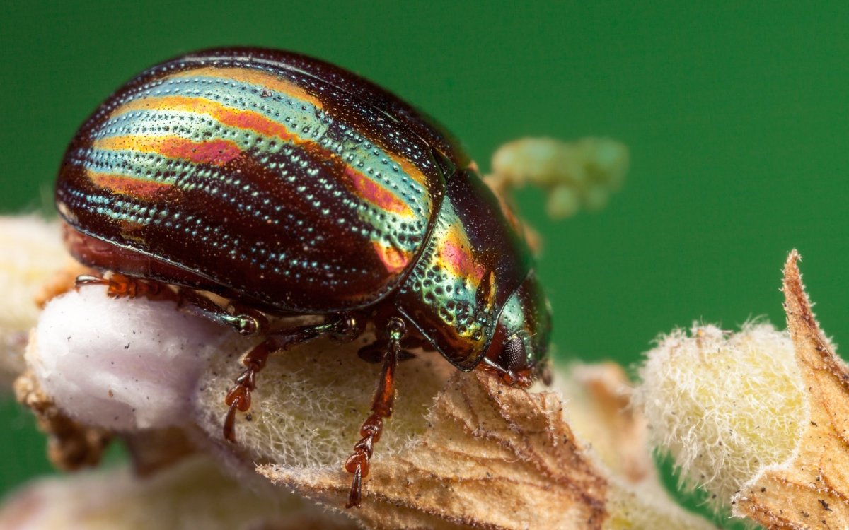 Жесткокрылые жуки