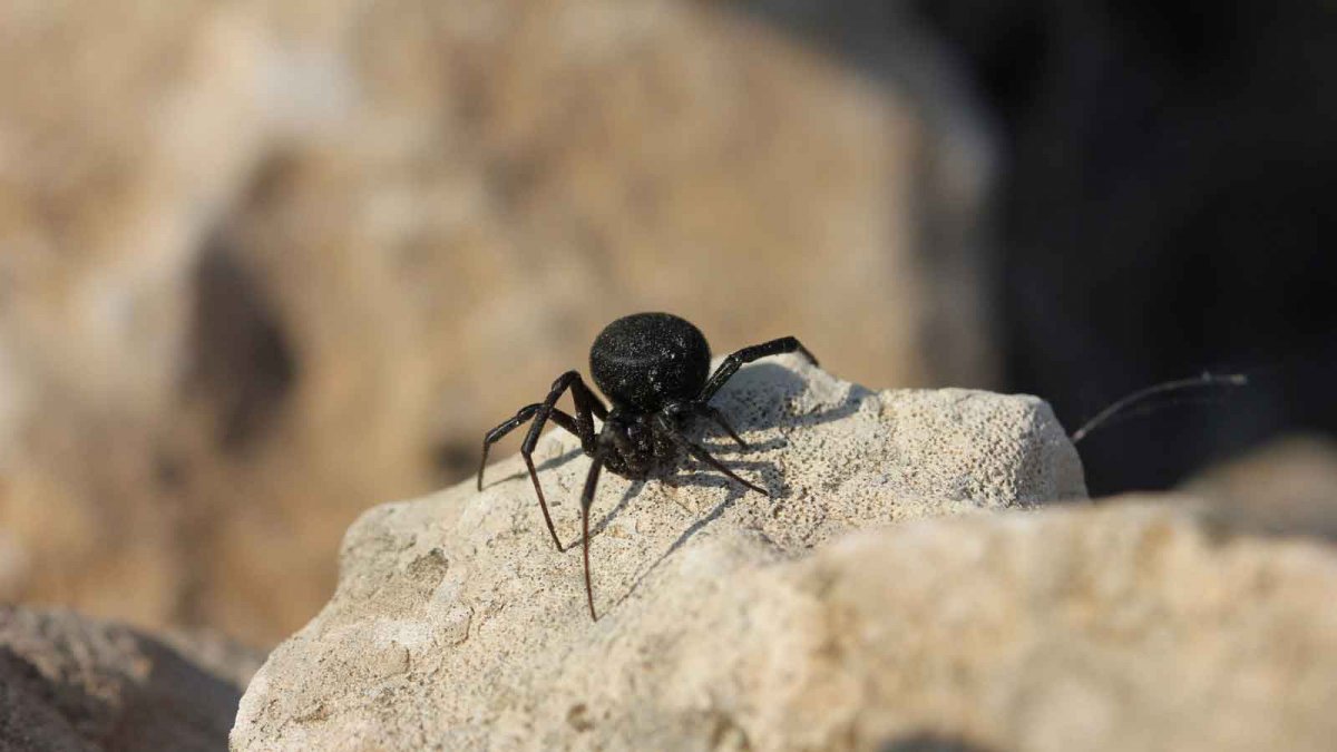 Паук Тарантул Крымский